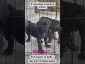 Less than 6 weeks Quality cane corso available #shorts #short #canecorso #puppies