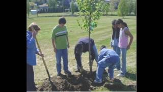 City plans to plant 3 million trees