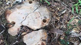 Review of Spectracide Stump Remover, Austin, TX