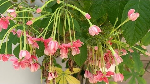 جزء قد سمع . القارئ سيف الفرقاني