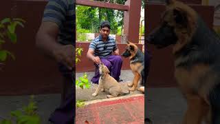 Sit command in 20 seconds😍 #lazemedia #german_shepherd #shorts