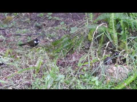 Eastern Whipbirds