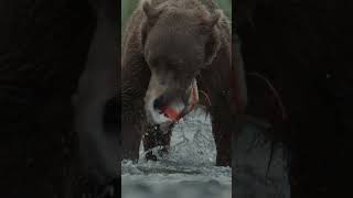 This is Alaska the way wildlife photographers dream about it.#aaronsphototours #alaskaphotography #w