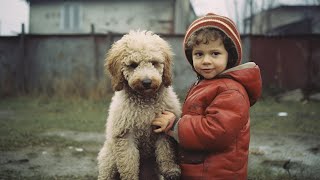Poodles: An Elegant and Smart Breed-Do They Make the Perfect Pet?