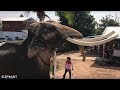 How to get on ครั้งเเรกในชีวิต!! ขึ้นรถไปกับพลายทองใบ ยกหลบต้นไม้สุดชีวิต big elephant