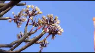 शर चदरसन महरज. आरत Chandrasen Maharaj Aarti Talbeed
