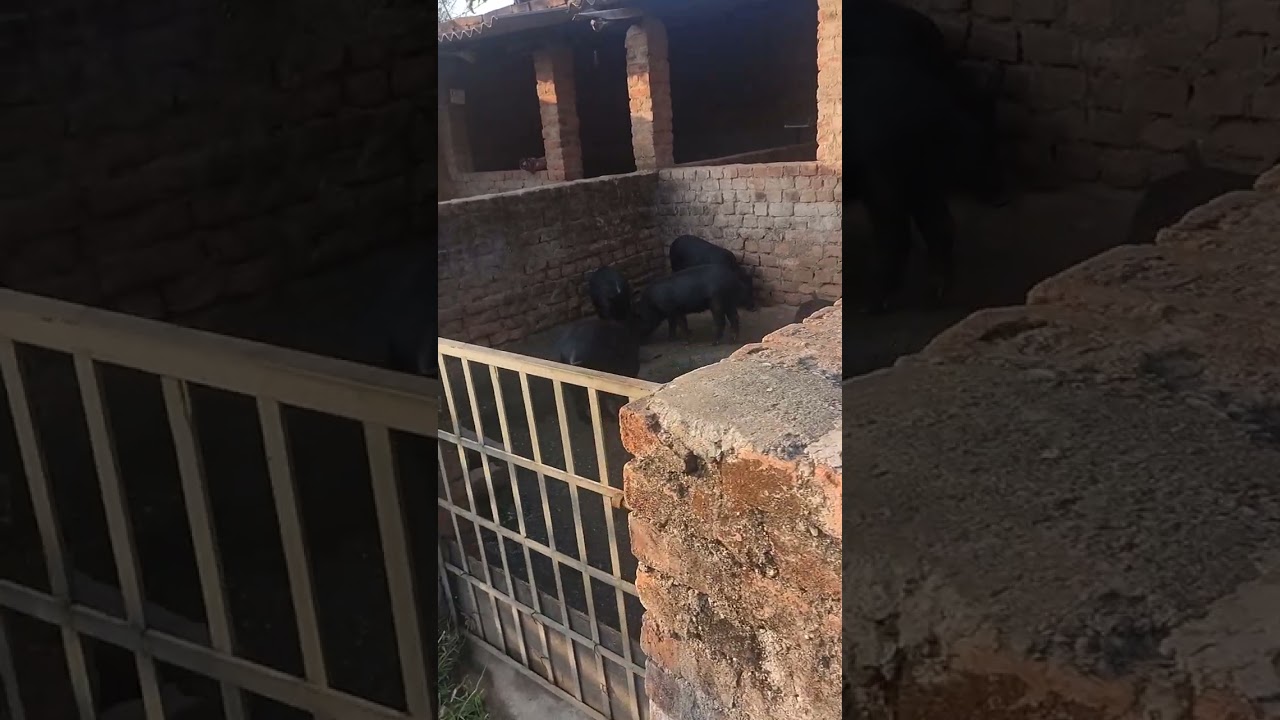 BMS LAKRA pig farming me welcome new video 👍🐖🐖🐖