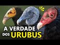 Urubus so canibais como os urubus localizam a carnia os segredos dos urubus do brasil