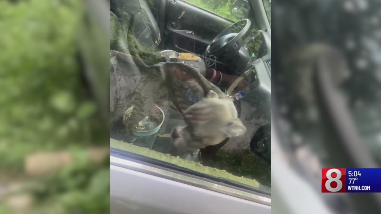 Waterbury woman faces animal cruelty charges after dogs left in ...