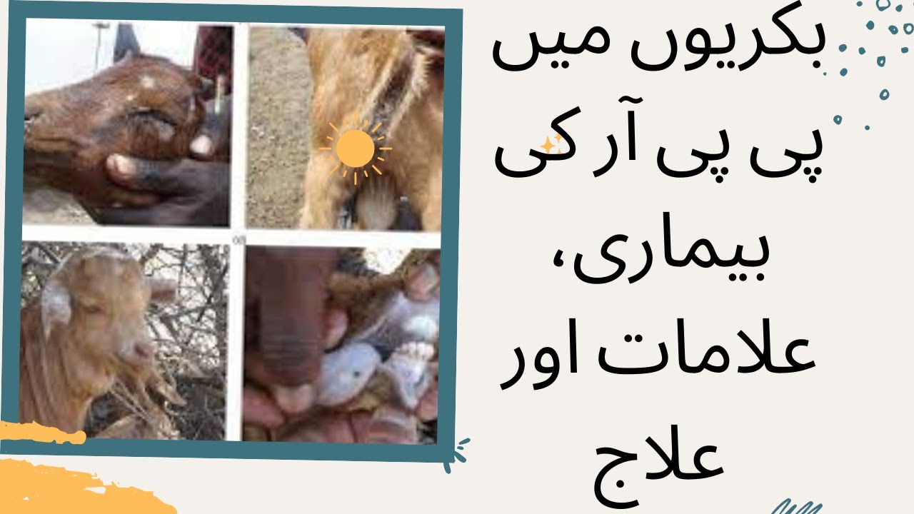 PPR In Goats PPR Ki Nishaniyan Or Ilaj YouTube ppr-in-goats-ppr-ki-nishaniyan-or-ilaj-youtube