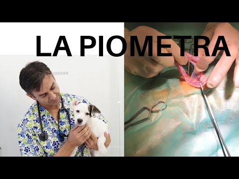 Video: Pyometra - Perros - Engrosamiento Del útero
