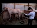 Rescued Horses Update