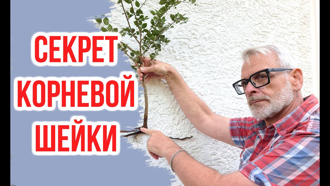 Корневая шейка саженца. Почему это так важно / Игорь Билевич