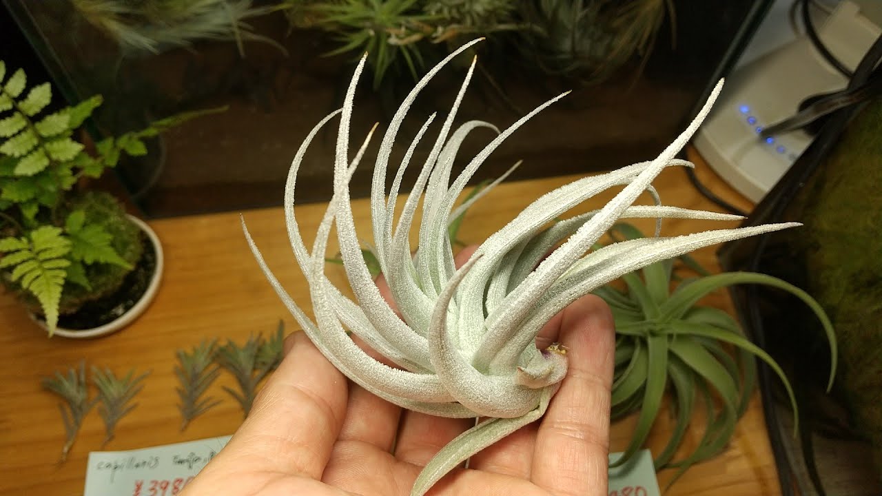 Tillandsia Showcase: July 25, 2026 Release - YouTube