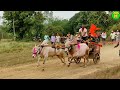  mudhol racing bulls running in bullock cart race  distance  1714 feet 