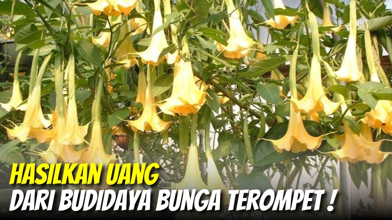 Cara Budidaya Bunga Terompet, Manfaat serta Peluang Usahanya
