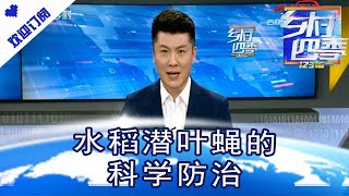 乡村四季12316 20210622：水稻潜叶蝇的科学防治