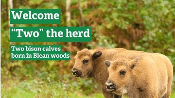 Two bison calves born in West Blean and Thornden Woods