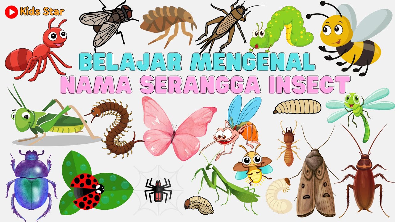 BELAJAR NAMA HEWAN SERANGGA BAHASA INDONESIA - INGGRIS | NAMES OF INSECT LEARN ANIMALS NAMA BINATANG