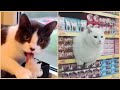 Funny Cats will make you LAUGH YOUR HEAD OFF 🤣 - Funny and Cute Cat Videos Compilation Cafa Land#1