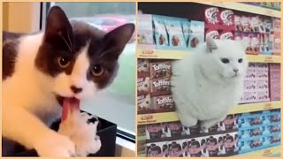 Funny Cats will make you LAUGH YOUR HEAD OFF 🤣 - Funny and Cute Cat Videos Compilation Cafa Land#1