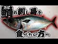 【超絶美味】刺身で食べれる坊勢サバ