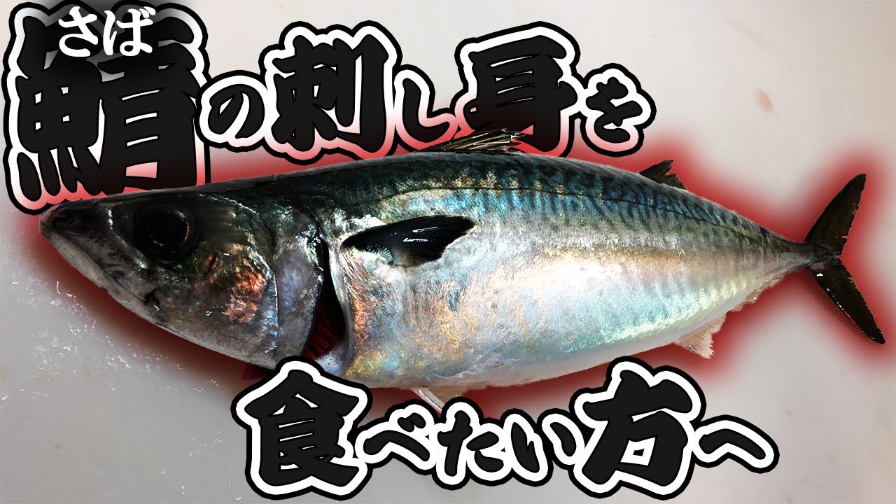 【超絶美味】刺身で食べれる坊勢サバ