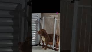 Big Breed Com 3 Meses
