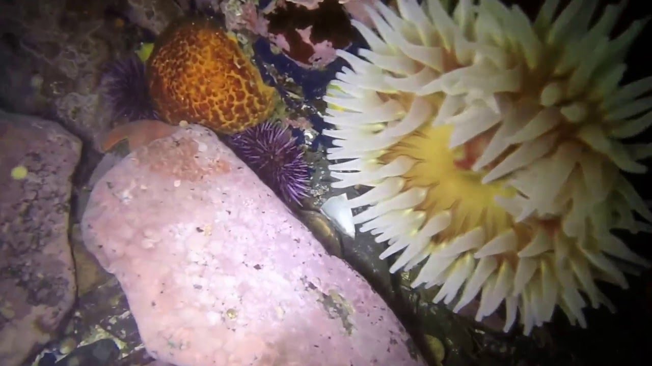 Scuba Diving Stillwater Cove April, 8th 2016