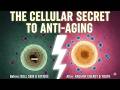 "STOP AGING AT THE SOURCE."