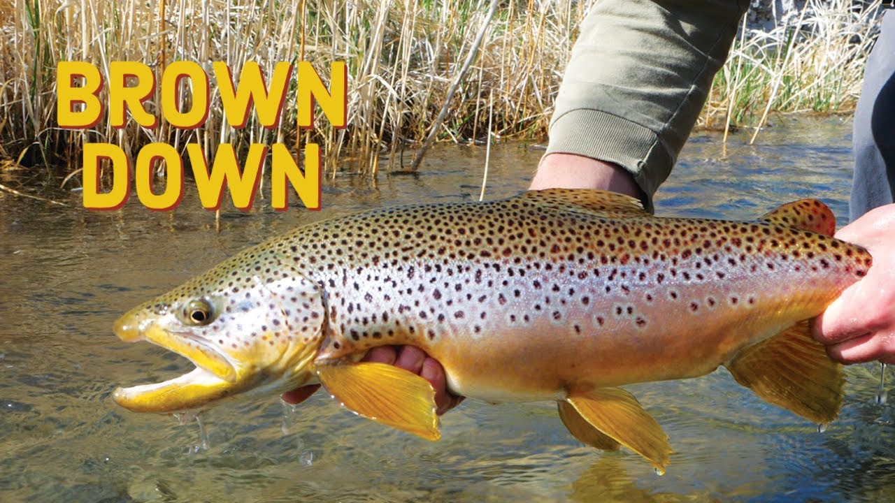 BROWN DOWN Fly Fishing for Big Brown Trout YouTube
