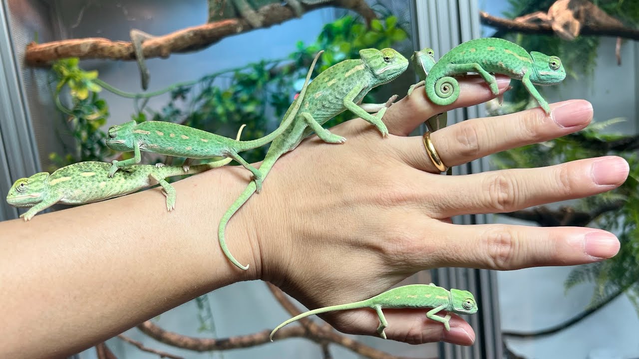 カメレオン飼育などに 【公式通販】