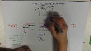 Tissue Fluid Formation