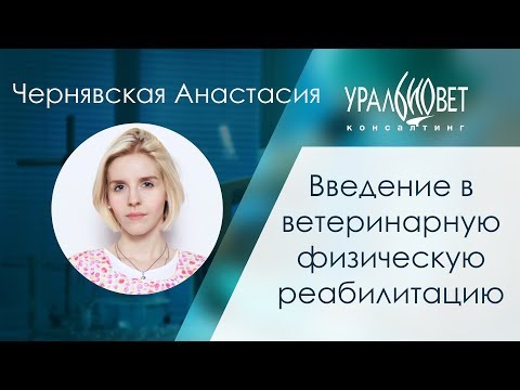 Видео: Услуги ветеринарной реабилитации собак и кошек