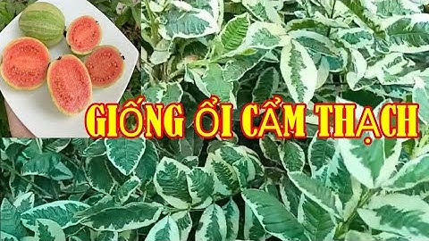 Ổi Cẩm Thạch Thailand Cây Giống 📲 0982149636