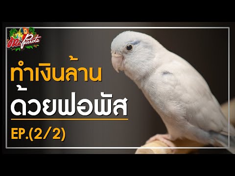 วีดีโอ: Parrotlets – บุคลิกภาพขนาดใหญ่ บรรจุในมินิบอดี้