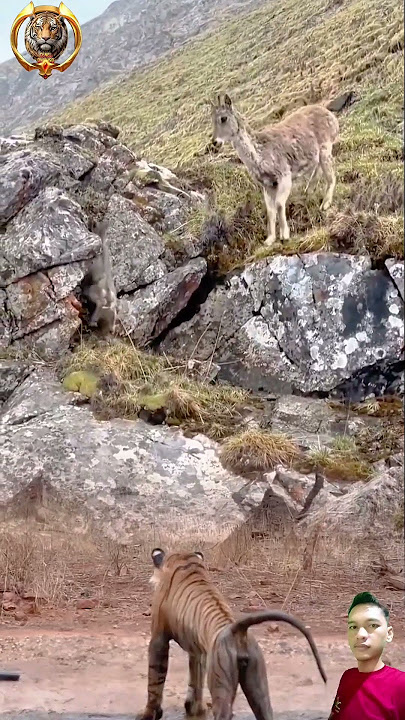 anak kijang berusaha naik ada harimau yang mengintai #animals  #shorts