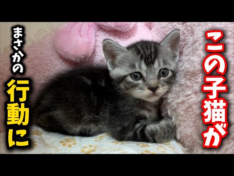 Who would have thought a kitten would try to drink human