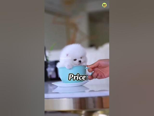 Pomeranian Dog Price In India Shorts Video Viral Cute Dog #shorts #viral #trending #rajesh5g #cute