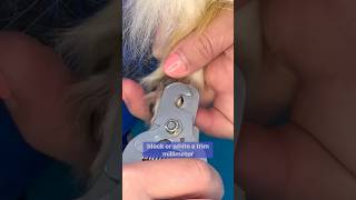 SAFE NAIL TRIMMING! #lovemud #doggroomingtips #nailtrimming #dognailtrimming #doggroomer #dogs