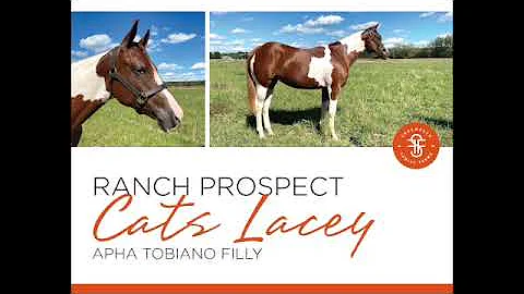 Shoemaker Family Farms - Cats Lacey Filly