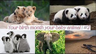 Your birth month your baby animal | #2