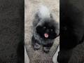 Do you know what dog?