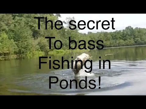 THE SECRET TO BASS FISHING ON PONDS!