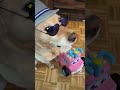 Челендж принял #лабрадор #собака #юмористическийконтент #домашниеживотные