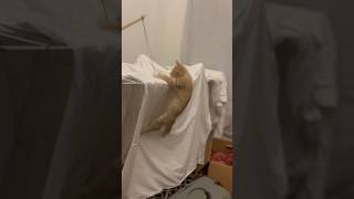 Download Lagu Baby steps #cat #aestheic #cute #beautiful #music MP3