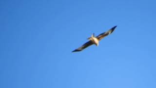 Milano Real volando en círculos