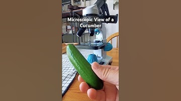 Microscopic View of a Cucumber #microscope #cucumber #pickle