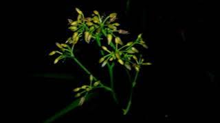 cinematic alam di malam hari || cinematic video 30 detik cinematic desa