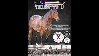 Register your AQHA Horse Online